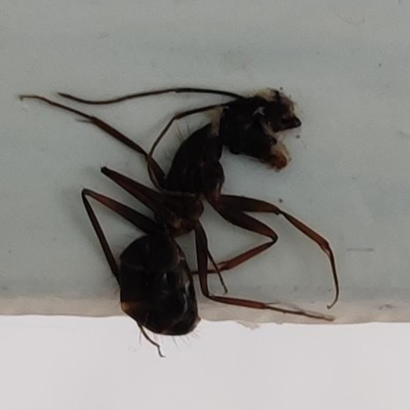 Leocar - Funilaria e Pintura