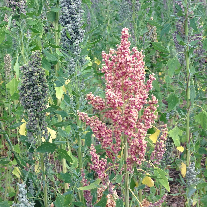 Estacionamento Formula 1 Centro Automotivo