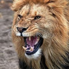 Derlan Auto Elétrica