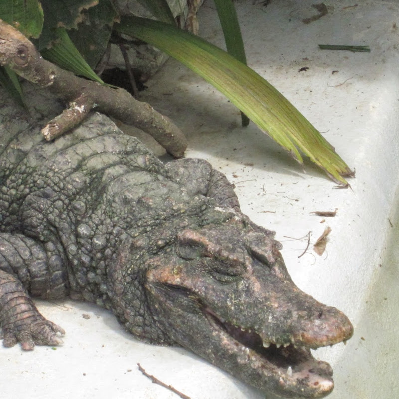 Auto elétrico automotivo simples