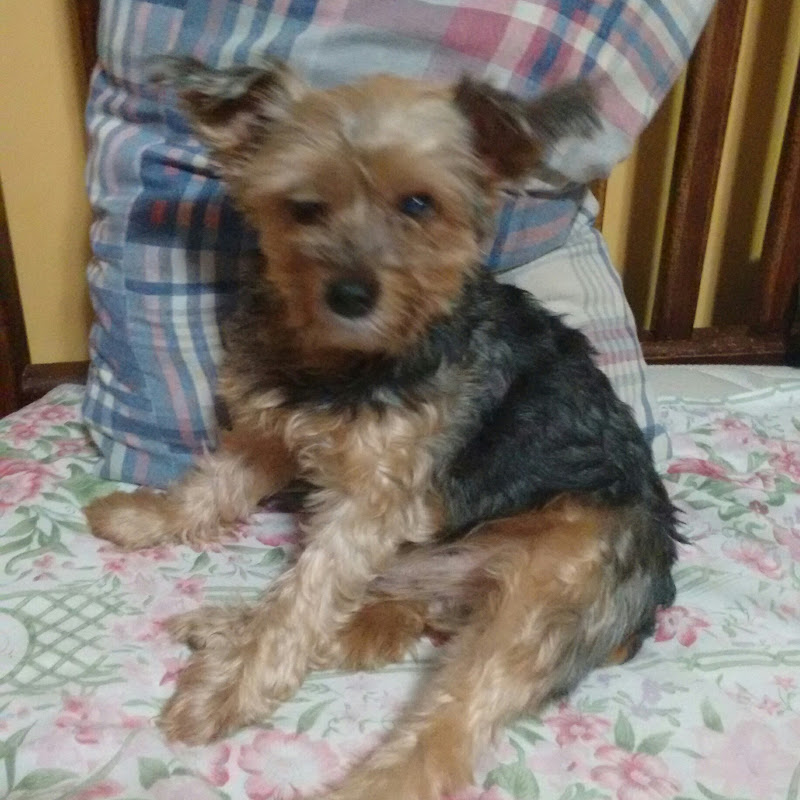 Auto Elétrica Bueno